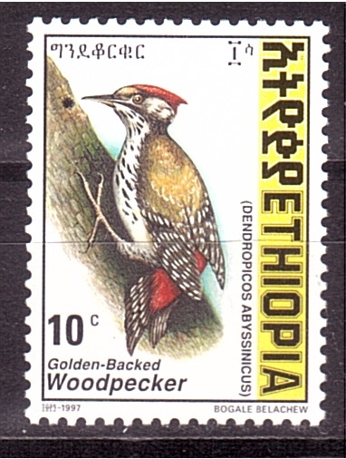 Pajaro carpintero