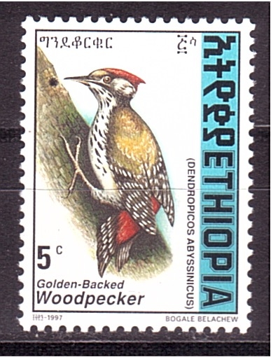 Pajaro carpintero