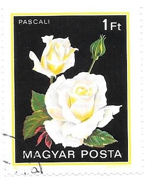 rosas