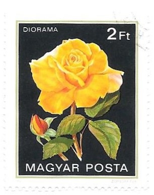 rosas