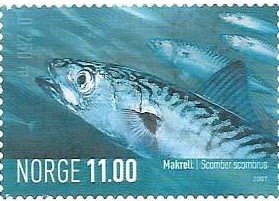 fauna marina