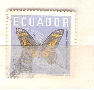 mariposa RESERVADO
