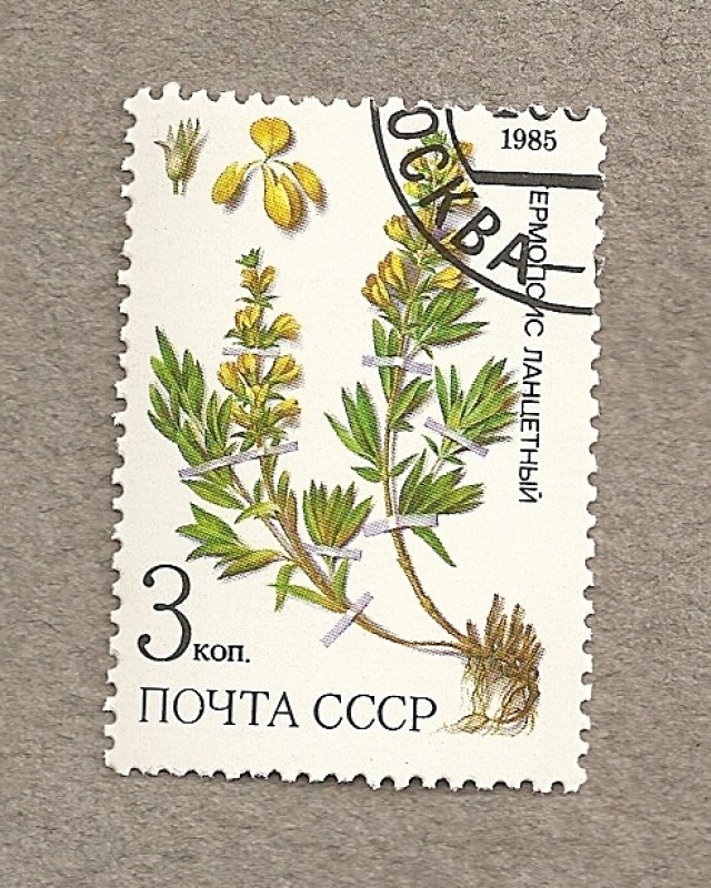 Plantas medicinales de Siberia