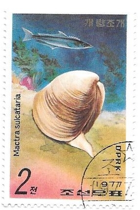 conchas