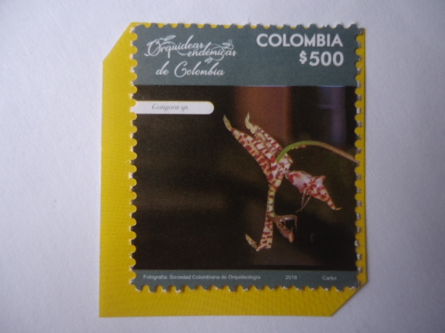 Orquídeas Endémicas de Colombia- Gongora Sp - Sociedad Colombiana de Orquideología.
