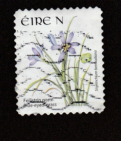Sisyrinchium bermudiana