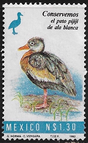 Conservemos el Pato pijiji de ala blanca