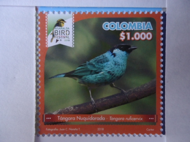 Tángara Nuquidorada - Tanga Rufiservix - Risaralda Bird Festival 2018ra