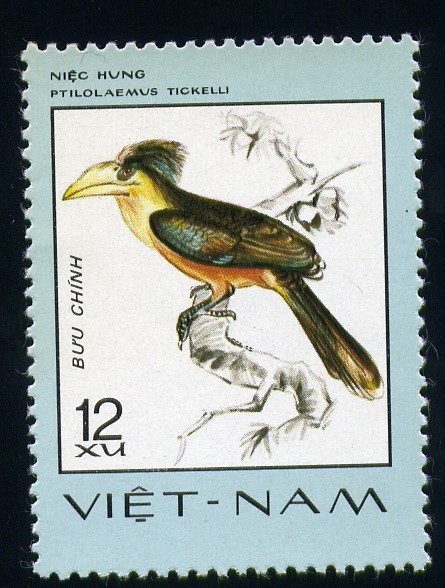 Ptilolaemus Tickelli