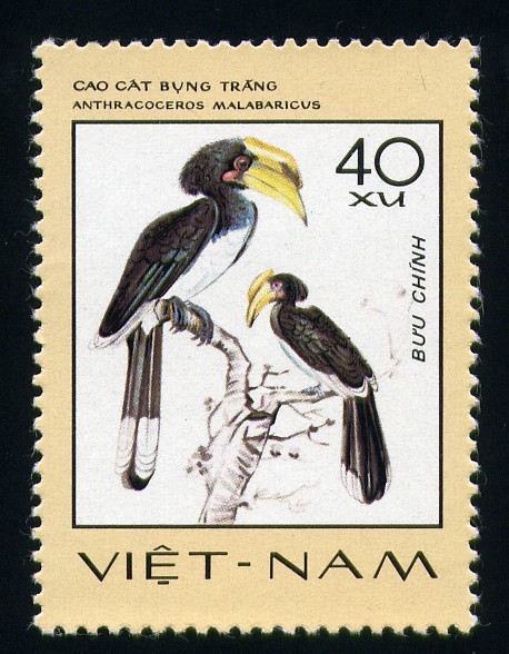 Anthracoceros Malabaricus