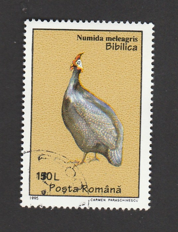 Ave Numida maleagris