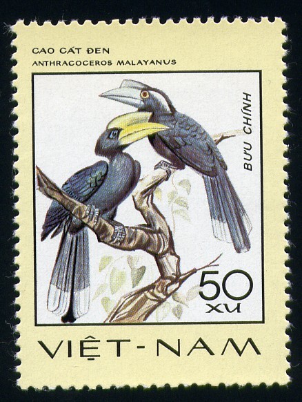 Anthracoceros Malayanus