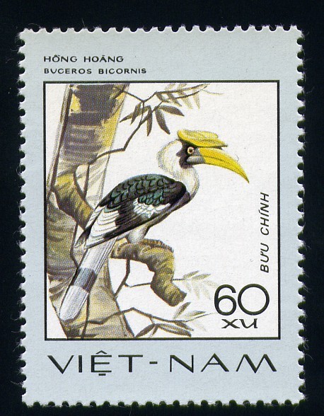 Buceros Bicornis