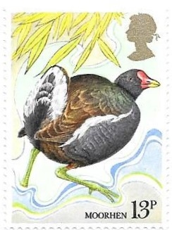 aves