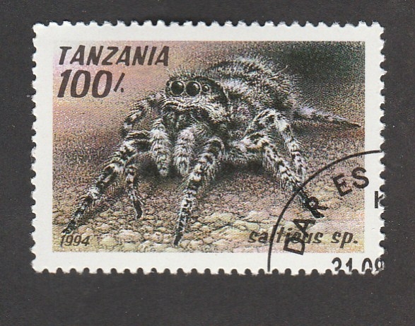 Saltieus spp.