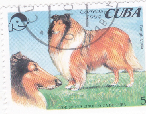 PERROS DE RAZA