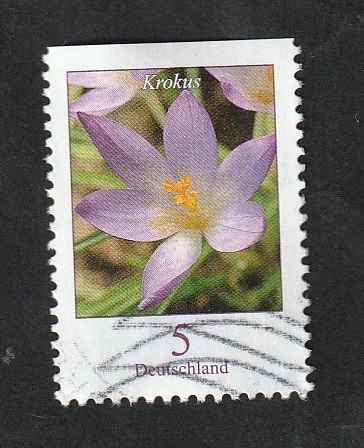 Flor
