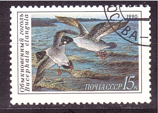 serie- Patos