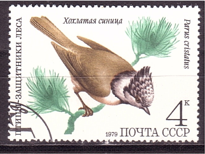 serie- Pajaros