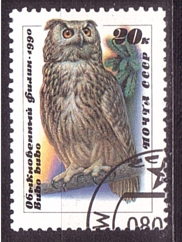 serie- Aves nocturnas