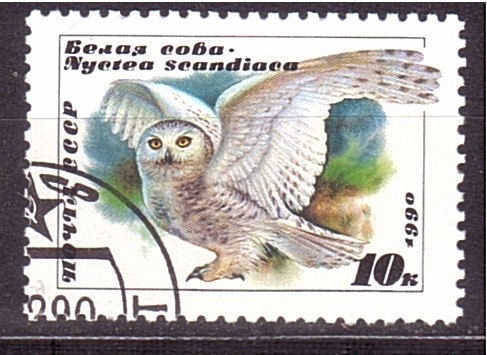 serie- Aves nocturnas