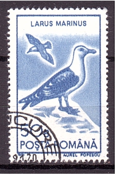 serie- Aves