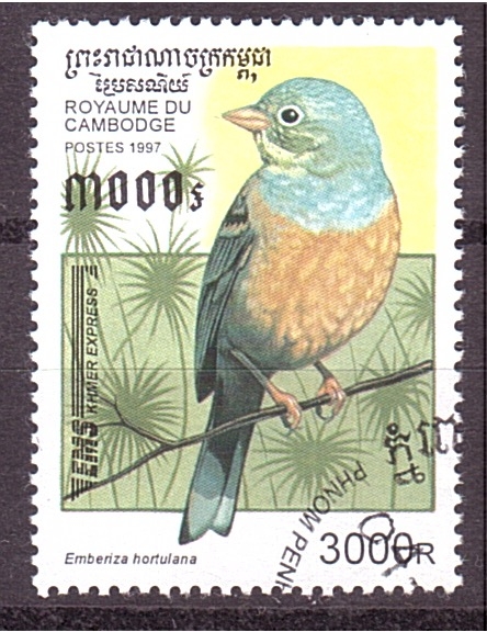 serie- Pajaros