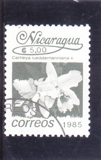 flores-