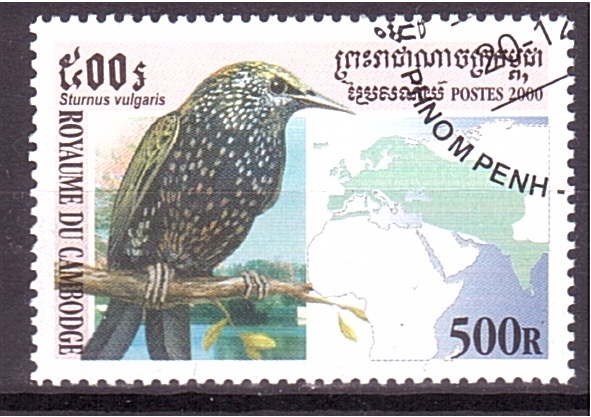 serie- Pajaros