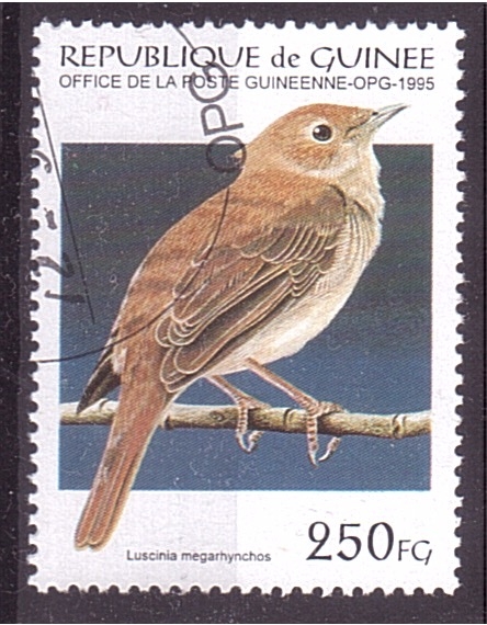 serie- Pajaros