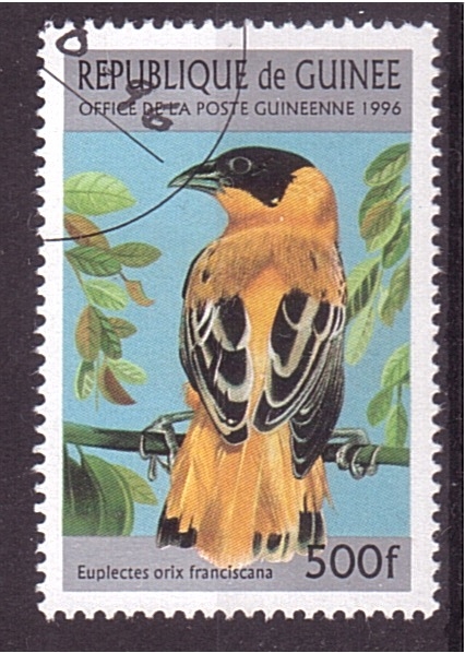 serie- Pajaros