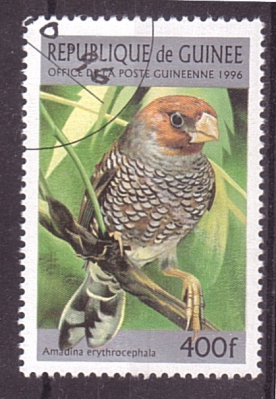 serie- Pajaros