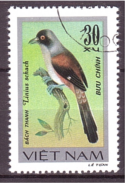 serie- Pajaros cantores