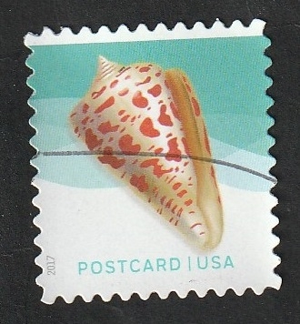 4976 - Concha marina
