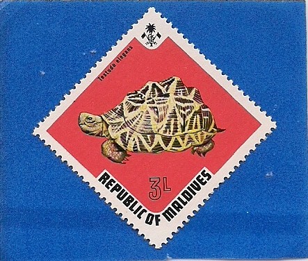Tortuga