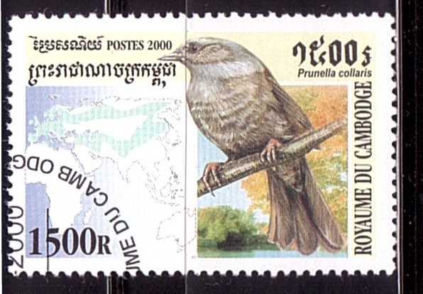 serie- Pajaros