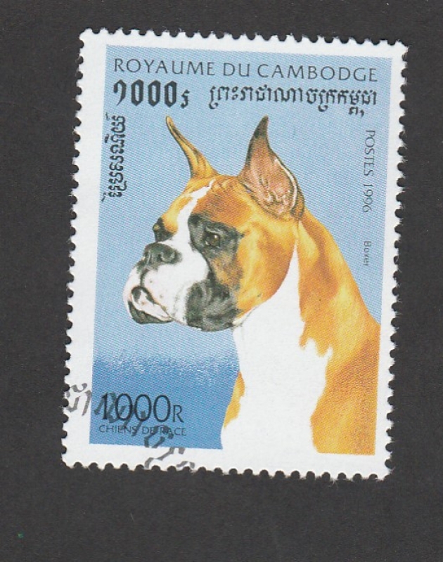Perros de raza: Boxer