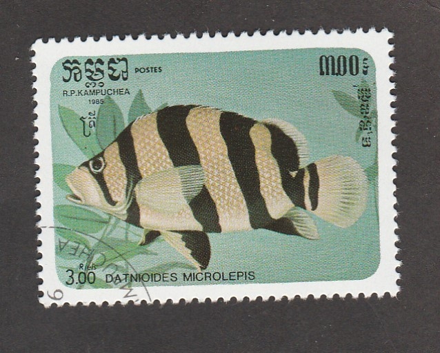 Datnioides microlepis