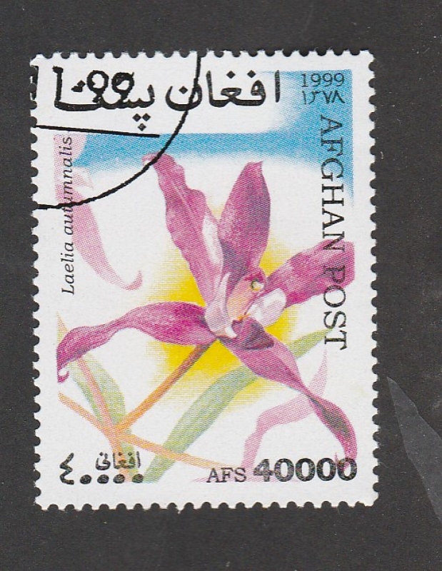 Laelia autumnalis