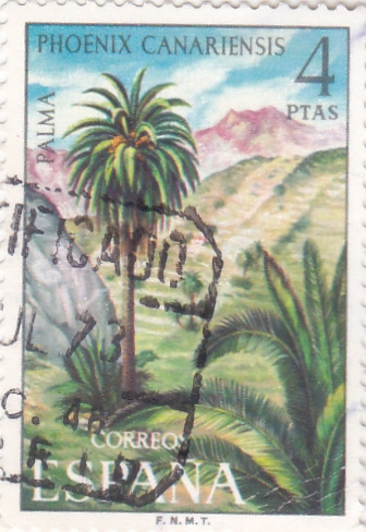 palma   (40)