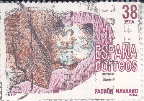 pachón navarro  (40)
