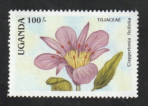 509 - Flor, Clappertonia ficifolia