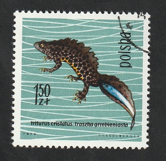1266 - Tritón
