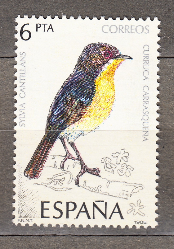 Curruca (10)