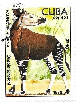 Okapi
