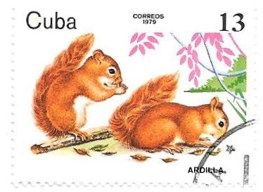 cachorros