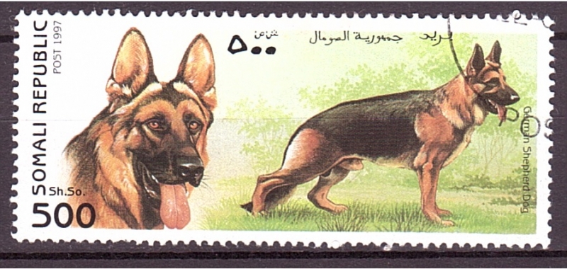 serie- Perros