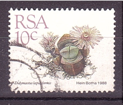 serie- Plantas de hojas carnosas