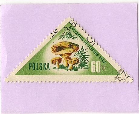 Hongos