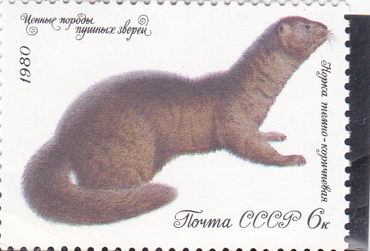 MUSTELIDO